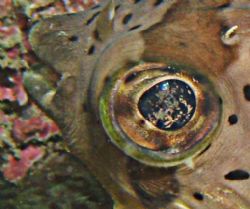 Something in my Eye !!! Puffy Eye.... Taiwan... by Alex Tattersall 